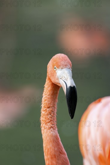 American flamingo (Phoenicopterus ruber), portrait in the water, Germany