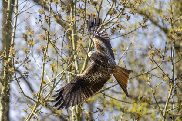 Red kite (Milvus milvus) flying in the sky, Bavaria, Germany