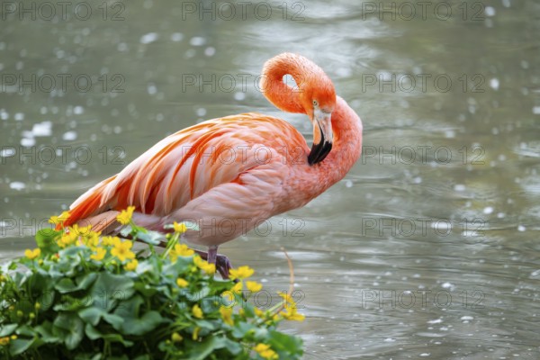 American flamingo (Phoenicopterus ruber) standing in the water, Germany