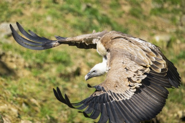 Eurasian griffon vulture (Gyps fulvus) flying over a meadow, Bavaria, Germany
