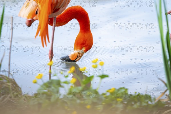 American flamingo (Phoenicopterus ruber), portrait in the water, Germany