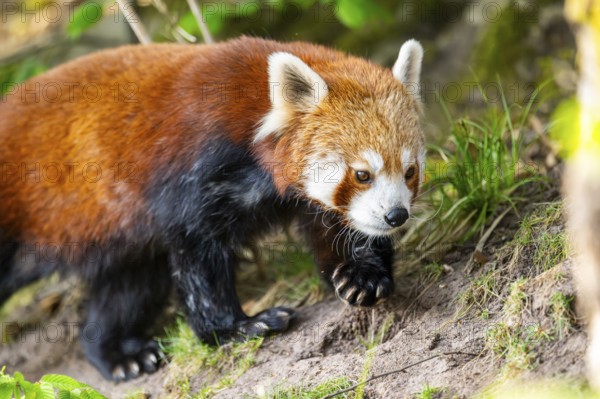 Red panda (Ailurus fulgens) walking on the ground, Germany