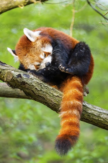 Red panda (Ailurus fulgens) sitting on a tree, Germany