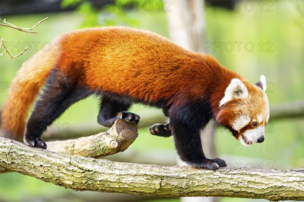 Red panda (Ailurus fulgens) walking on a tree, Germany