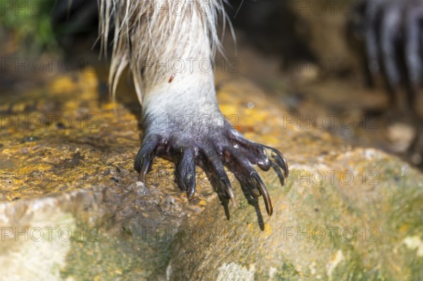Common raccoon (Procyon lotor), foot, detail, Bavaria, Germany