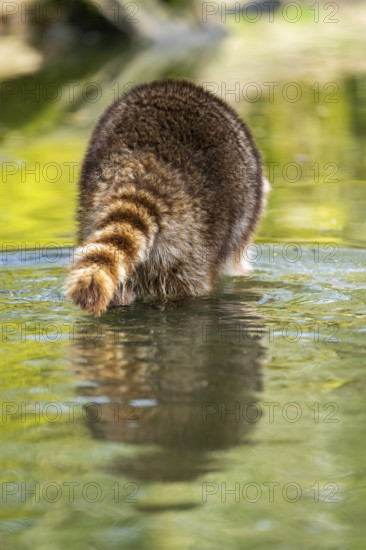 Common raccoon (Procyon lotor) in the water of a little lake, Bavaria, Germany