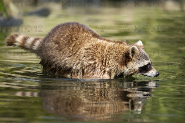 Common raccoon (Procyon lotor) in the water of a little lake, Bavaria, Germany