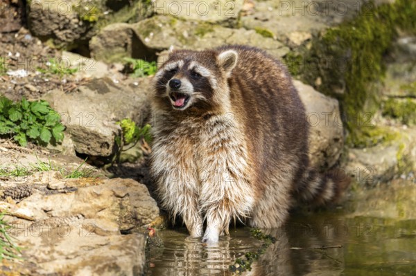 Common raccoon (Procyon lotor) on the watershore, Bavaria, Germany