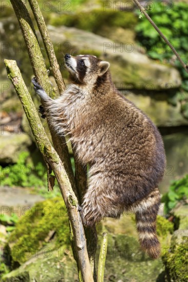 Common raccoon (Procyon lotor) climbing up a tree, Bavaria, Germany