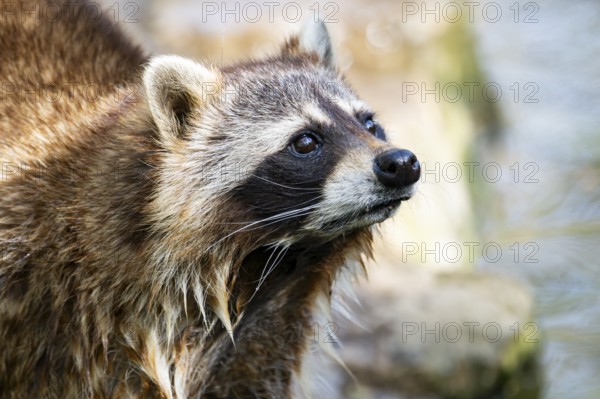 Common raccoon (Procyon lotor), portrait, Bavaria, Germany