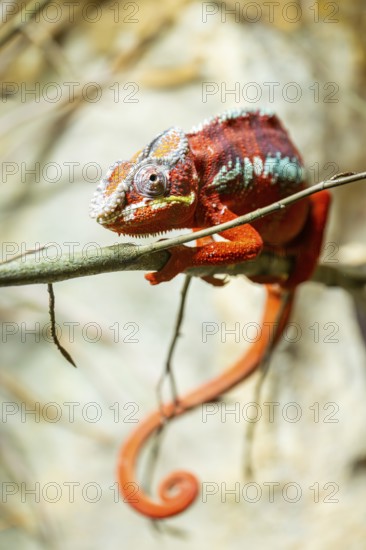 Panther chameleon (Furcifer pardalis) on a branch, Bavaria, Germany
