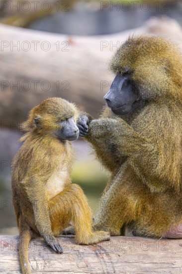 Guinea baboon (Papio papio) mother with her youngster during delousing, captive, Bavaria, Germany