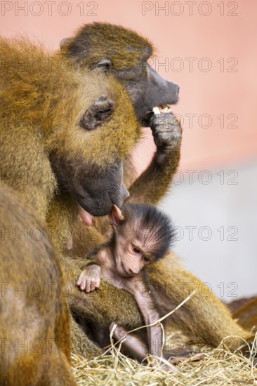 Guinea baboon (Papio papio) new born youngster at its mother, captive, Bavaria, Germany
