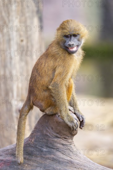 Guinea baboon (Papio papio) youngster on a tree trunk, captive, Bavaria, Germany