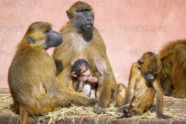 Guinea baboon (Papio papio) family with a new born youngster, captive, Bavaria, Germany
