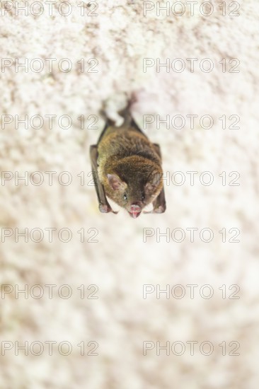 Lesser mouse-eared myotis (Myotis blythii) bat hanging on a wall, Bavaria, Germany