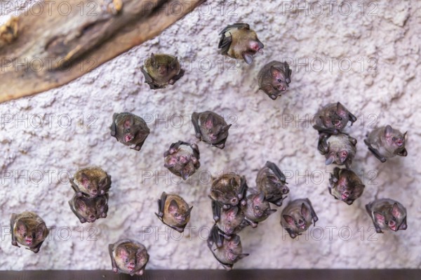 Lesser mouse-eared myotis (Myotis blythii) bats hanging on a wall, Bavaria, Germany