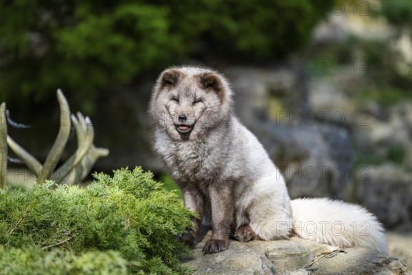 Arctic fox (Vulpes lagopus) sitting on a rock, Bavaria, Germany