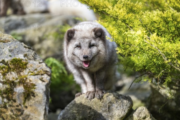 Arctic fox (Vulpes lagopus) standing on a rock, Bavaria, Germany
