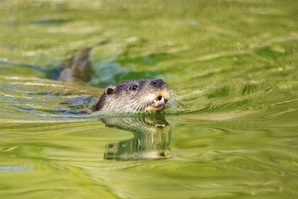 Eurasian otter (Lutra lutra) swimming in the water of a little lake, Bavaria, Germany
