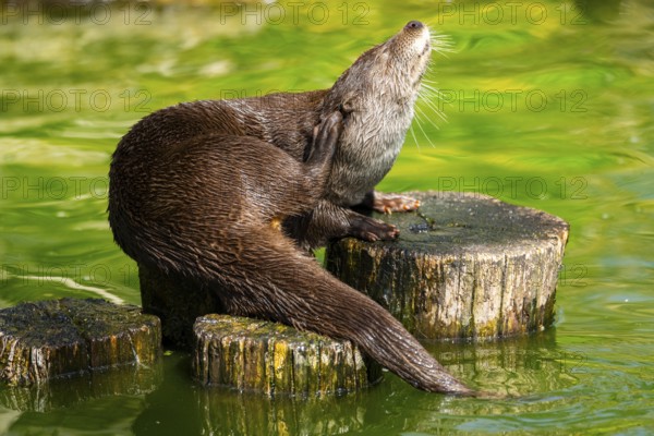 Eurasian otter (Lutra lutra) on a tree trunk in the water of a little lake, Bavaria, Germany