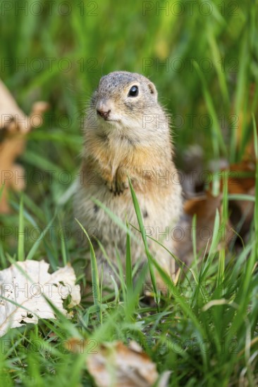 European ground squirrel (Spermophilus citellus) on a meadow, Bavaria, Germany