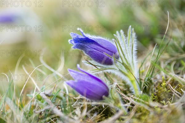 Pasque flower (Pulsatilla vulgaris), blooming, sunset, Bavaria, Germany