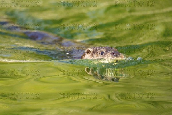 Eurasian otter (Lutra lutra) swimming in the water of a little lake, Bavaria, Germany