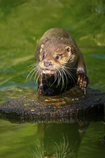 Eurasian otter (Lutra lutra) on a tree trunk in the water of a little lake, Bavaria, Germany