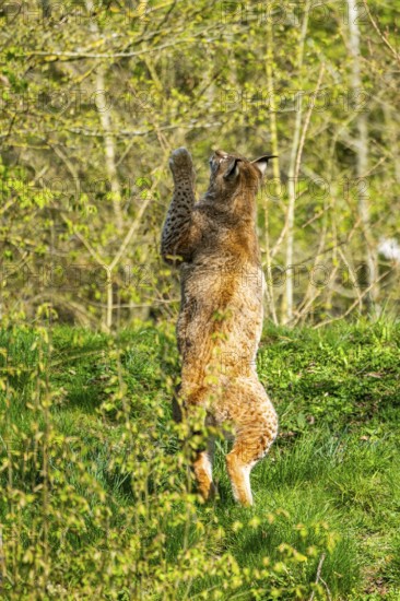 Eurasian lynx (Lynx lynx) jumping in the air, hunting, Bavaria, Germany