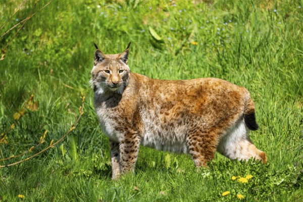 Eurasian lynx (Lynx lynx), standing on a meadow, Bavaria, Germany