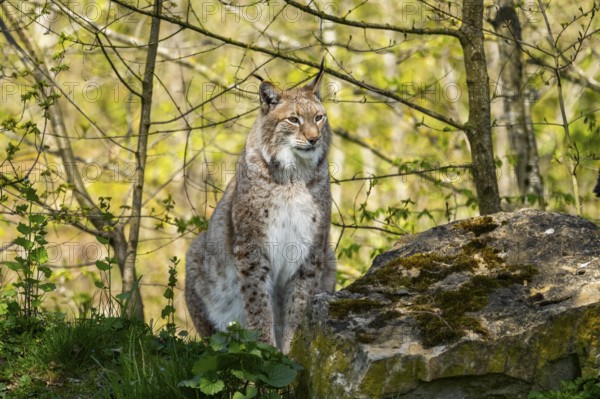 Eurasian lynx (Lynx lynx) sitting in the bushes, Bavaria, Germany