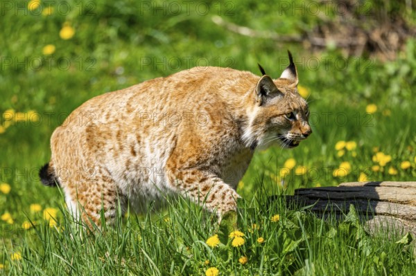 Eurasian lynx (Lynx lynx), walking on a meadow, Bavaria, Germany