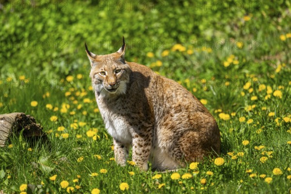Eurasian lynx (Lynx lynx sitting on a meadow, Bavaria, Germany
