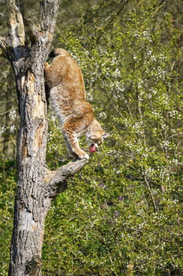 Eurasian lynx (Lynx lynx) climbing on a tree, jumping, Bavaria, Germany