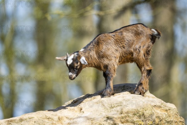 Domestic goat (Capra hircus) standing on a rock, Bavaria, Germany
