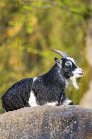 Domestic goat (Capra hircus) lying on a rock, Bavaria, Germany