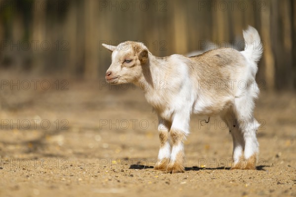 Domestic goat (Capra hircus) youngster standing on the ground, Bavaria, Germany