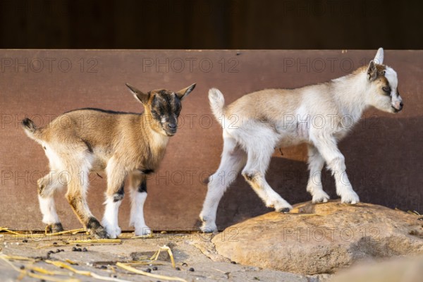 Domestic goat (Capra hircus) youngsters on the ground, Bavaria, Germany
