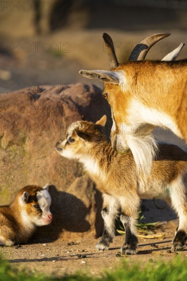 Domestic goat (Capra hircus) mother with her youngster, Bavaria, Germany