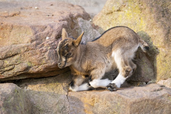 Domestic goat (Capra hircus) youngster on a rock, Bavaria, Germany
