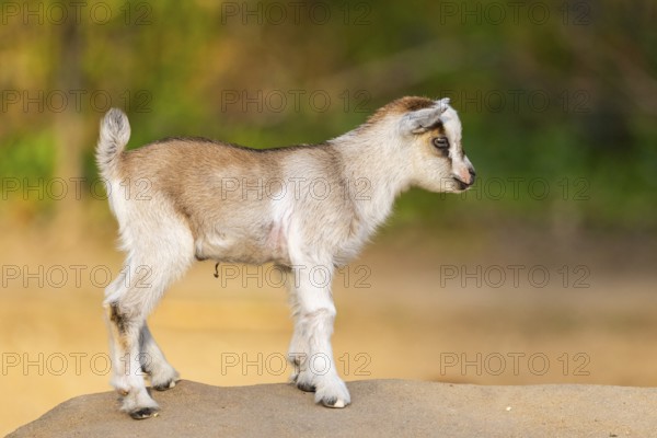Domestic goat (Capra hircus) youngster standing on a rock, Bavaria, Germany