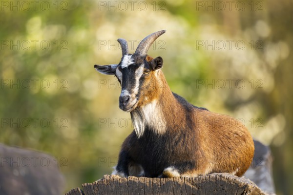 Domestic goat (Capra hircus) lying on a rock, Bavaria, Germany