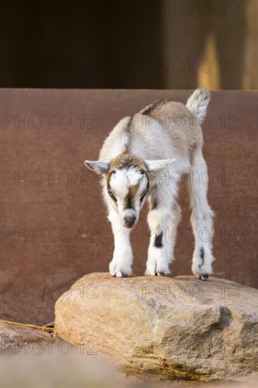 Domestic goat (Capra hircus) youngster standing on a rock, Bavaria, Germany