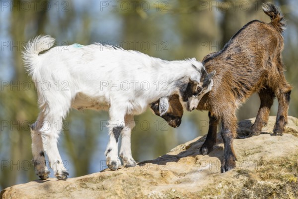 Domestic goats (Capra hircus) playing on a rock, Bavaria, Germany
