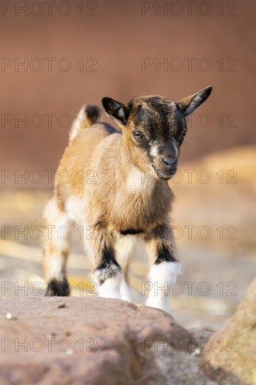 Domestic goat (Capra hircus) youngster climbing up a rock, Bavaria, Germany