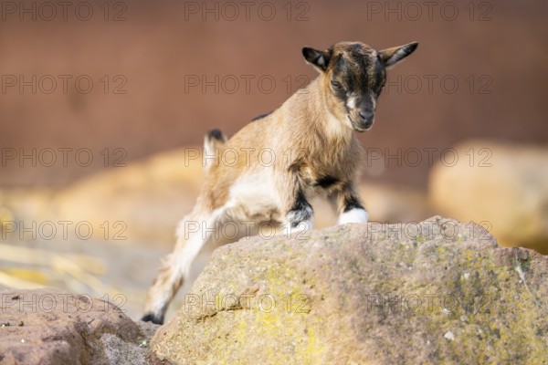 Domestic goat (Capra hircus) youngster climbing up a rock, Bavaria, Germany