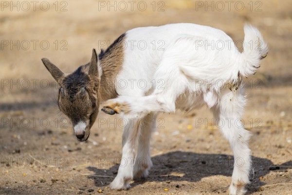 Domestic goat (Capra hircus) standing on the ground, Bavaria, Germany