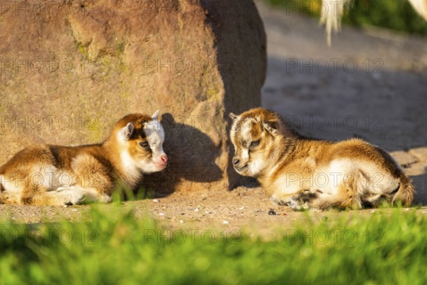 Domestic goat (Capra hircus) youngsters on the ground, Bavaria, Germany, Europe lying on the ground, Bavaria, Germany, Europe