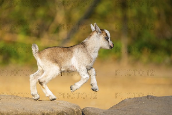 Domestic goat (Capra hircus) youngster jumping in the air, playing, Bavaria, Germany